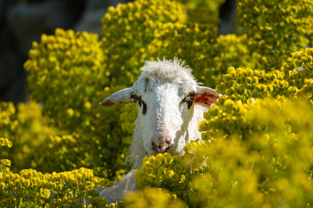 Kres sheep resting on a mediterranean pasture Kres sheep resting on a mediterranean pasture