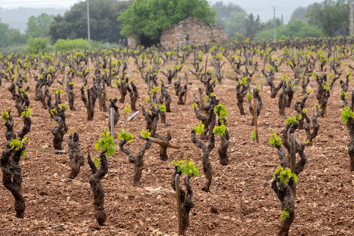 Provence 07 old-grape-trunks-on-vineyards-of-cotes-de-provence-in-spring-bandoL - Bandol vineyards